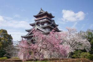 桜の咲く伏見桃山城