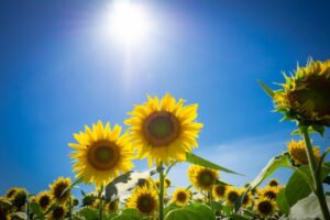 夏の暑さがわかるひまわりの画像